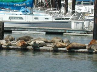 Sea lions near the marina