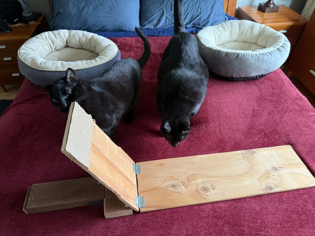 Cats inspecting the early cat-food restrictor prototype